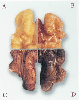 walnut-colors.jpg